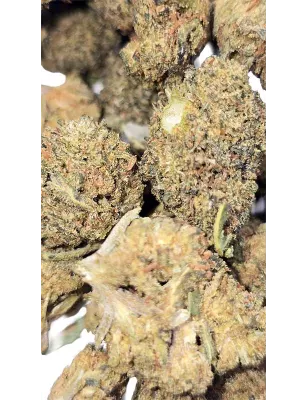 Swiss Botanic – Nano Nuggs Glue Gelato Indoor