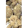 Swiss Botanic – Nano Nuggs Glue Gelato Indoor