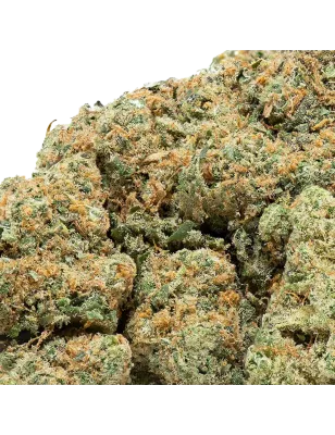 Plutonium CBD-Blüten Indoor 19 % | Extract Lab
