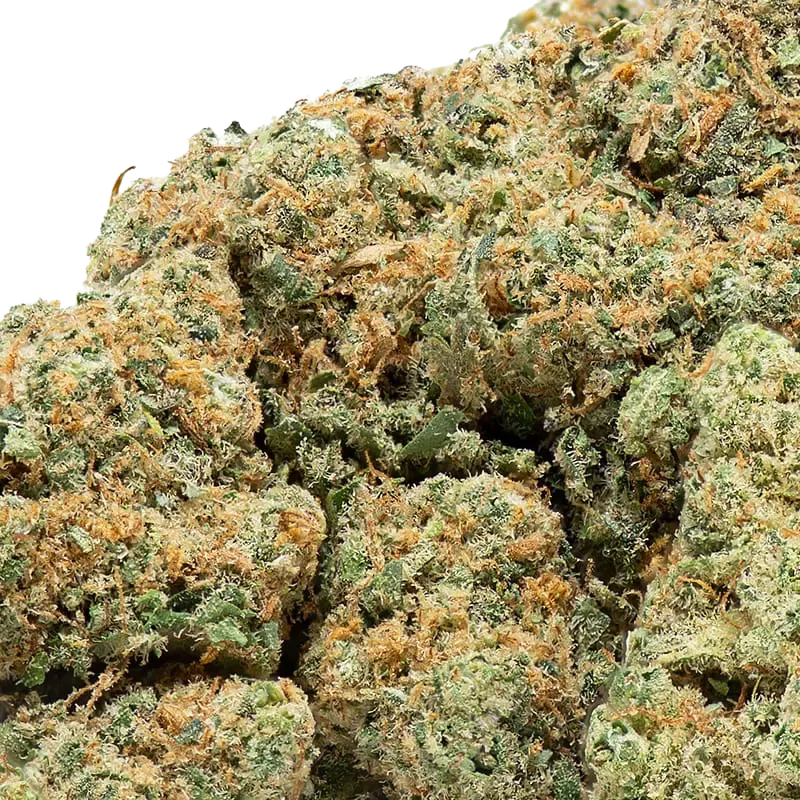 Plutonium fleurs CBD Indoor 19 % | Extract Lab