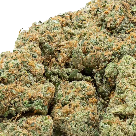 Extract Lab – Plutonium Indoor