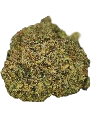Gaiabis – White Widow Fleurs de CBD Indoor