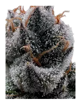 Cannabees – Purple Fuel Fleurs de CBD 4g