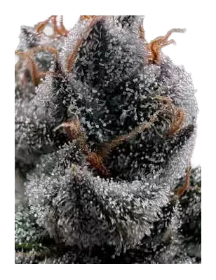 Cannabees – Purple Fuel Fiori di CBD 4g