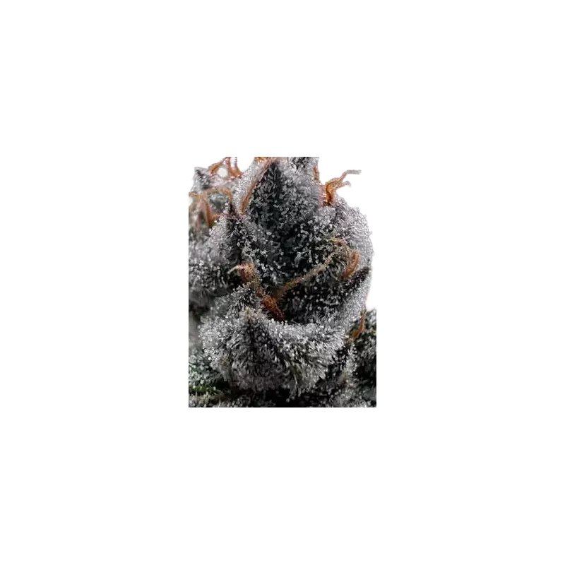 Cannabees – Purple Fuel CBD Blüten 4g