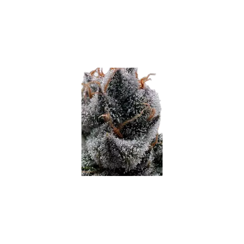 Cannabees – Purple Fuel Fleurs de CBD 4g