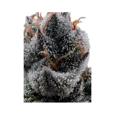 Cannabees – Purple Fuel Fleurs de CBD 4g/10g
