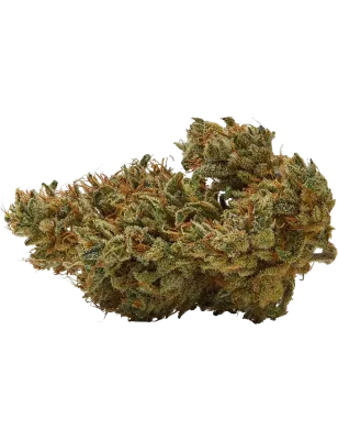 Qualicann – Sweet Star CBD Blüten 2g