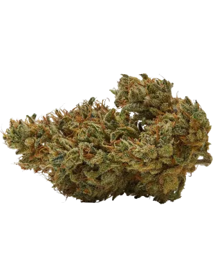 Qualicann – Sweet Star Fleurs de CBD 2g