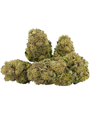 Qualicann Habanero Kush – Fleurs de CBD 5.5g