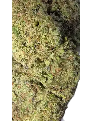 Gaiabis – Blue Dream Indoor 5g