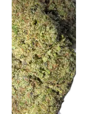 Gaiabis – Blue Dream Indoor 5 grammes