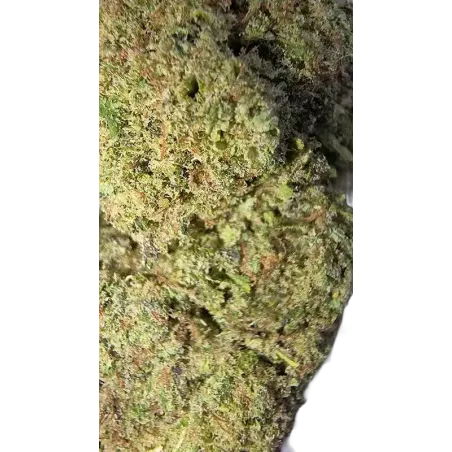Gaiabis Blue Dream CBD-Blüte Indoor 5g/10g