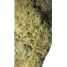 Gaiabis – Blue Dream Indoor 5g