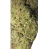 Gaiabis – Blue Dream Indoor 5g