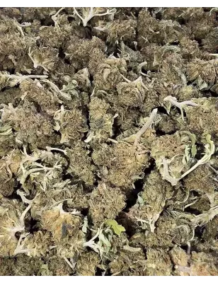 Gaiabis – Super Skunk Small Buds Hybride Greenhouse 50g
