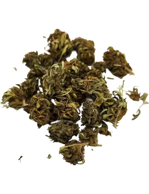 Weed Avenue – La Hyia AK69 Fiore CBD Outdoor