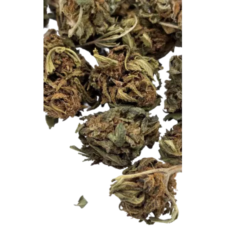Weed Avenue – La Hyia AK69 CBD-Blüte Outdoor