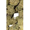 Swiss Botanic – Nano Nuggs Critical Sensi Star Indoor 30g