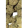 Swiss Botanic – Nano Nuggs Critical Sensi Star Indoor 30g