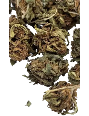 La Hyia AK69 pré-roll CBD outdoor 1g | Weed Avenue