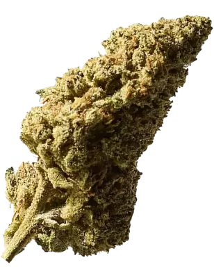 Blueberry Muffin Outdoor – Fleurs CBD 40g