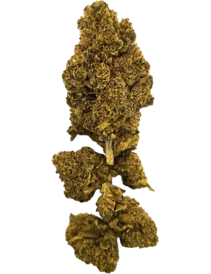 Gaiabis – White Widow Fiori di CBD Indoor – 5g/10g