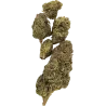Gaiabis Blue Dream N° 2 Indoor CBD Flowers – 5 g / 10 g