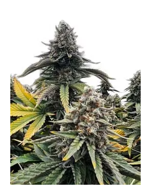 Cannabees – Lemonice CBD Blüten 4g/10g