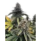 Cannabees – Lemonice CBD Indoor 4g/10g
