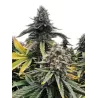 Cannabees – Lemonice CBD Blüten 4g/10g
