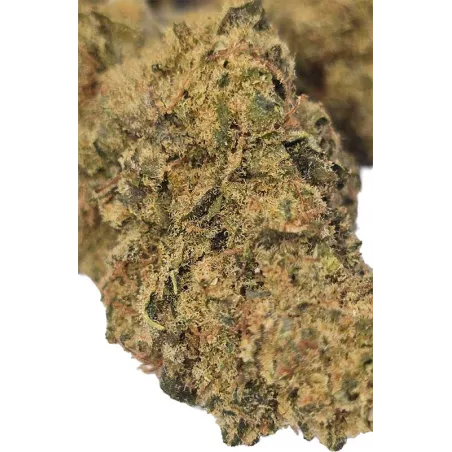 Gaiabis – Frozty Fleurs de CBD Indoor 5g/10g