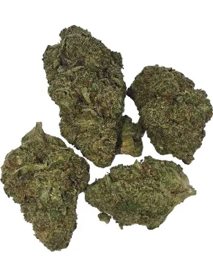 Gaiabis – AK Forte Indoor 5 grammes
