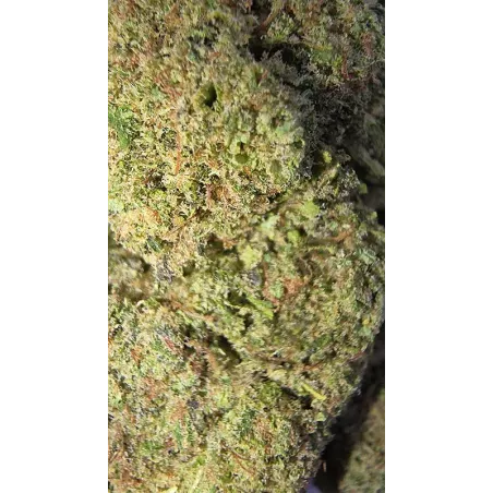 Gaiabis – Blue Dream Fleur CBD Indoor 5g/10g