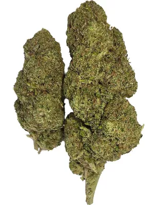 Gaiabis – Blue Dream Indoor 5g