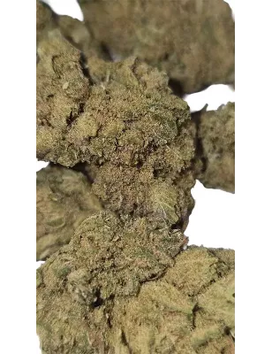 Gaiabis – Frozty CBD Indoor Blüten 5g/10g