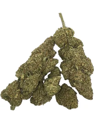 Gaiabis – White Widow CBD Indoor Blüten 10g