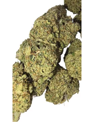 Gaiabis – White Widow CBD Indoor Blüten 10g