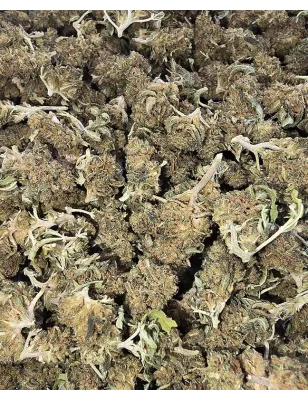 Gaiabis – Super Skunk Small Buds Hybride Greenhouse 50g