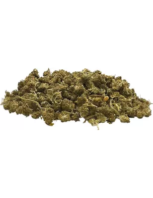 Gaiabis – Super Skunk Small Buds Hybride Greenhouse