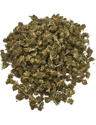 Gaiabis – Super Skunk Small Buds Hybrides Greenhouse