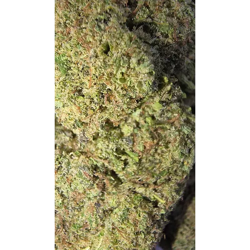 Gaiabis – Blue Dream Indoor Échantillon 0.5 g