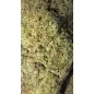 Gaiabis – Blue Dream Indoor Probe 0.5 g