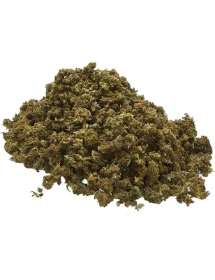 Gaiabis – Special Sauce Small Buds Hybrides Greenhouse