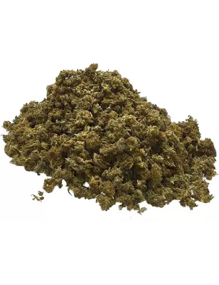 Gaiabis – Special Sauce Small Buds Hybrides Greenhouse