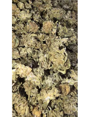 Gaiabis – Special Sauce Small Buds Hybrids Greenhouse