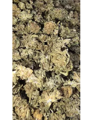 Gaiabis – Special Sauce Small Buds Ibride Greenhouse