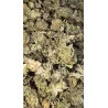 Gaiabis – Special Sauce Small Buds Hybrides Greenhouse