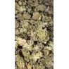 Gaiabis – Special Sauce Small Buds Hybrides Greenhouse