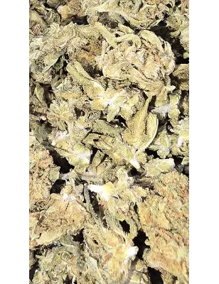 Gaiabis – Special Sauce Small Buds Hybrids Greenhouse